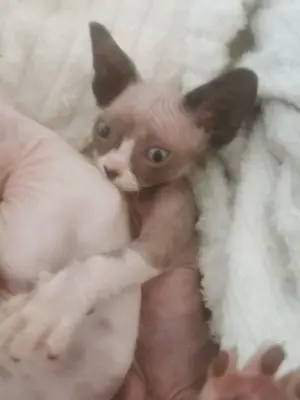 Canadian   Kanadische Sphynx Katzenbabys 