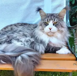 Reinrassige Maine Coon Kitten  XXL