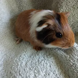 Junge Meerschweinchen männlich weiblich