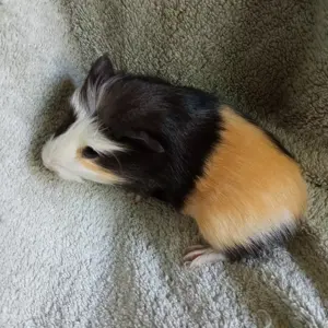 Junge Meerschweinchen männlich weiblich