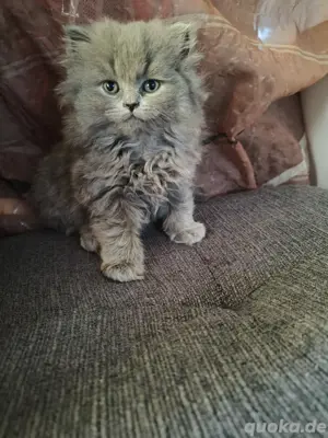 Süße BLH Kitten 