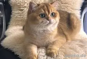 bkh kater mogli 
