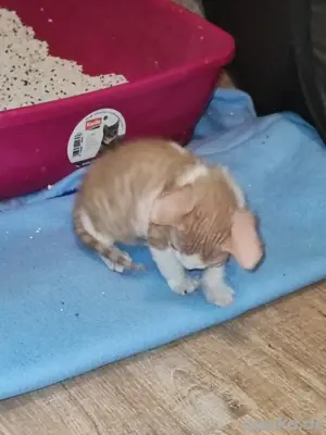 don sphynx kitten 
