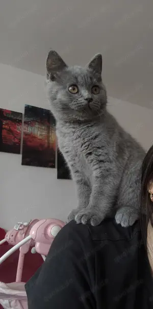 BKH Britisch Kurzhaar Junge Kitten Kätzchen Reinrassig 