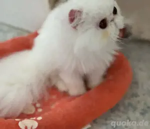 Perserkaterchen in weiß