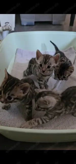 Bengalkatze, Kitten, Katze 