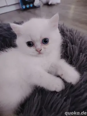 Bkh Kitten 
