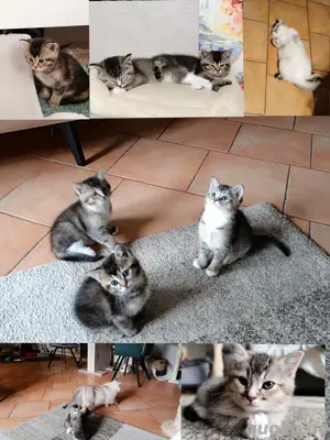 3 BKH Kitten Mix ,Tabby Farben.
