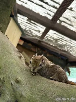 Baumstreifenhörnchen  Bild 3