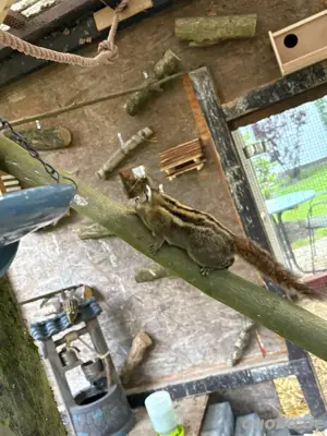 Baumstreifenhörnchen  Bild 2