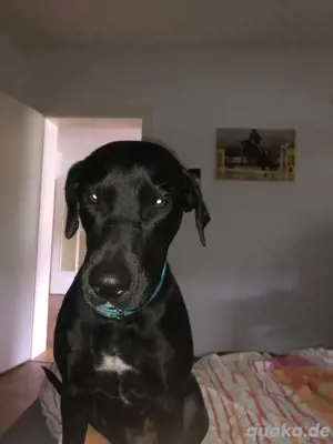 Labrador Welpen 