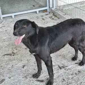 Junge Hündin 884940 sucht ihr Zuhause