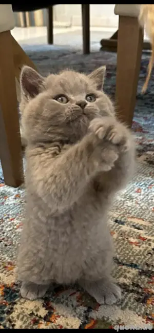 Britische kurzhaar babykatzen,  BKH kitten 
