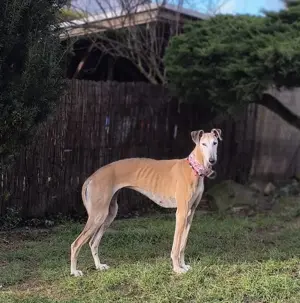 Estrella sucht ein Zuhause