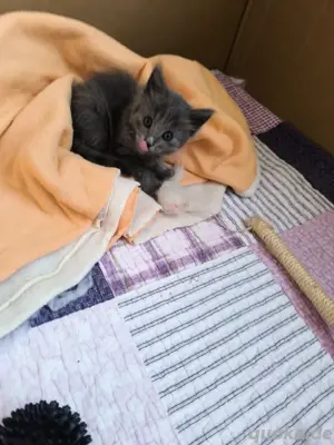 Peterbald Baby kitten