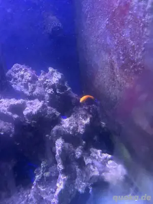 verkaufe meine ketzten 3 salzwassser fische 