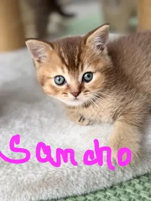 Fünf Britisch Kurzhaar Kitten vom Weihungstal