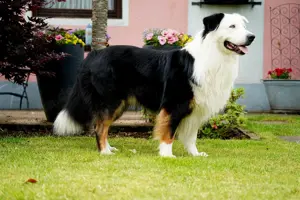 Australian Shepherd Black Tri Erfahrener Deckrüde (Kein Verkauf)
