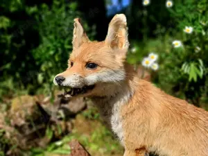 sehr schöner präparierter Fuchs - aber defekt, Tier Präparat