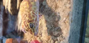 Leopard Gecko Weibchen mit Terrarium