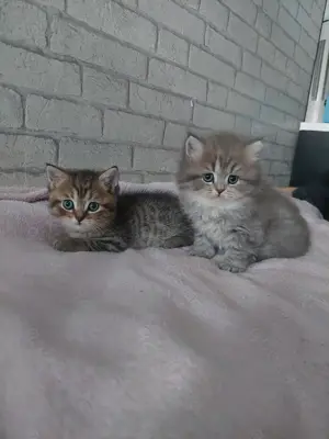 Wunderschöne BKH Kitten Bild 8