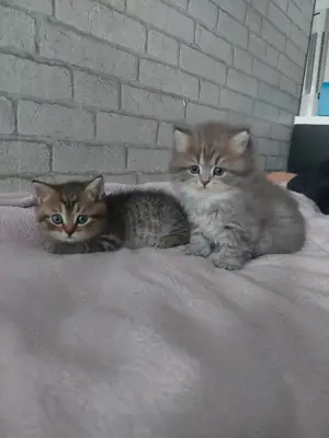 Wunderschöne BKH Kitten Bild 6
