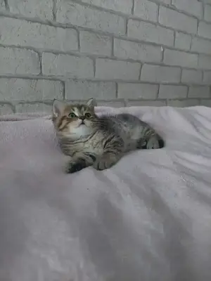 Wunderschöne BKH Kitten Bild 9