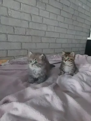 Wunderschöne BKH Kitten Bild 7