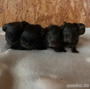 Meerschweinchen Männchen abzugeben 