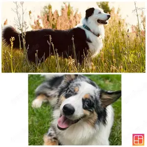 Wunderschöne Australian Shepherd Deckrüden Showlinie (kein Verkauf)