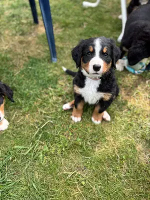 Berner Sennhund Welpen