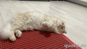 parsisch kater ist 2 jahre alt 