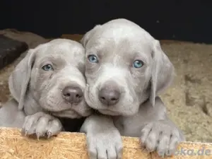 Weimaraner Rüden ab dem 16.06.25 in liebevolle Hände abzugeben 