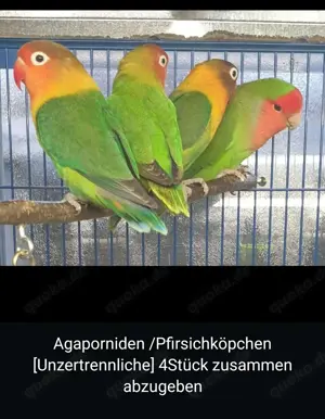 4 Pfirsichköpfchen zur abgabe