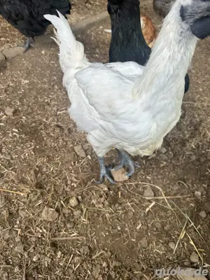 Ayam cemani hahn, hühner 