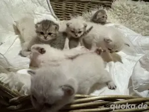 süße BKH-Kitten