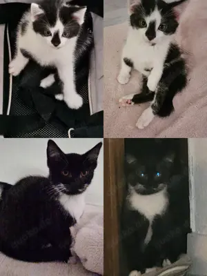 Zwei zuckersüße Katzenkinder suchen gemeinsam ein liebevolles Zuhause 