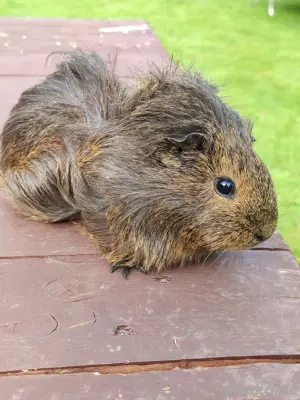 Meerschweinchen 