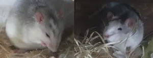 2 Farbratten (Huskyratten) in beste Hände abzugeben