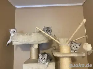 katzen kitten