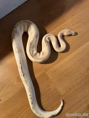 Fier Mojave champagne