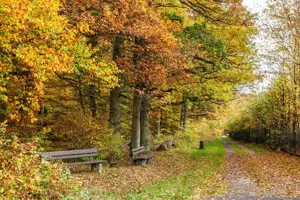 Waldgrundstück mit Bach und Wegzugang bei Klotten zu verkaufen 