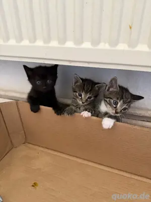 Baby Katzen