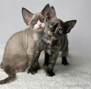 Unser entzückendes Devon Rex Kätzchen sucht ein Zuhause für immer.