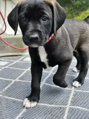 Magyar Vizsla-Mix Welpen