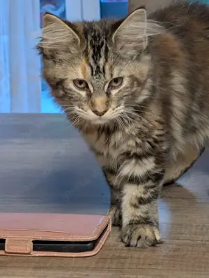 Main Coon kitten Weibchen sucht ein tolles zuhause 