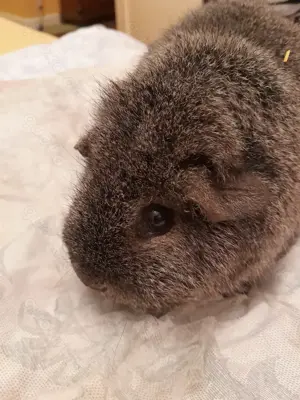 Meerschweinchen: Erzieherin - Erzieher oder Kastrat suchen ...