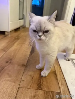 Katzen Kitten 