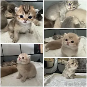 5 Wunderbare BKH Kitten