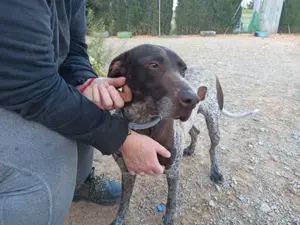 Trufa sucht eine Pflegestelle oder ein Zuhause